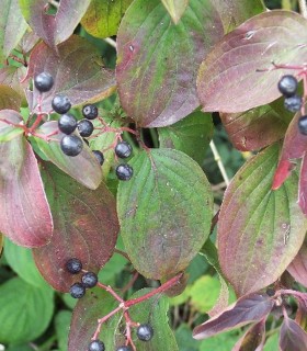 Cornus Sanguinea / Cornouiller Sanguin