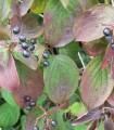 Cornus Sanguinea / Cornouiller Sanguin