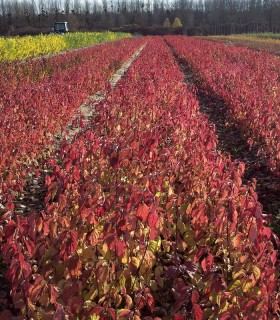 Cornus Sanguinea / Cornouiller Sanguin