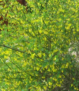 Coronilla Emerus