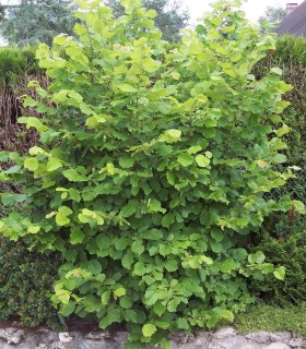Corylus Avellana / Noisetier Commun