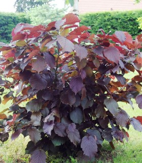 Corylus Maxima Purpurea / Noisetier Pourpre