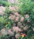 Cotinus Coggygria / Arbre à perruques Vert