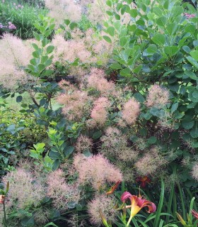Cotinus Coggygria / Arbre à perruques Vert