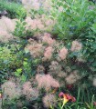 Cotinus Coggygria / Arbre à perruques Vert