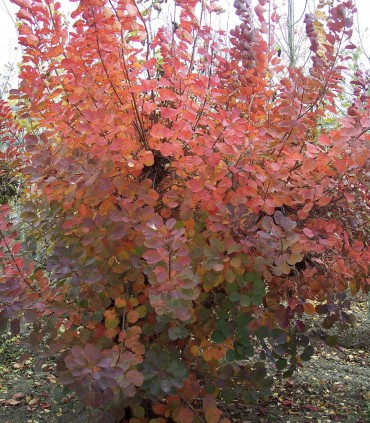 Cotinus Coggygria Royal Purple / Arbre à perruques Pourpre