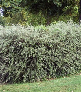 Cotoneaster Franchetii
