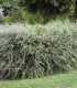 Cotoneaster Franchetii