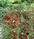 Cotoneaster Horizontalis