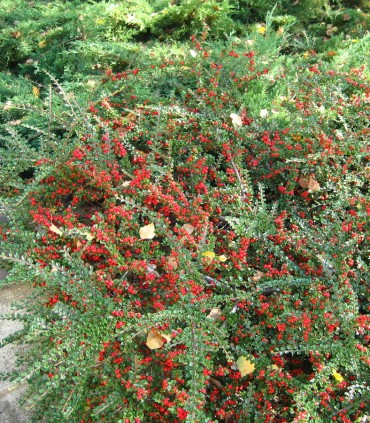Cotoneaster Horizontalis