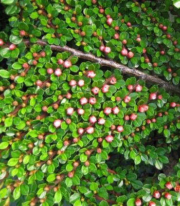 Cotoneaster Horizontalis