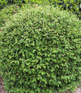 Cotoneaster Lacteus