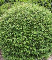 Cotoneaster Lacteus