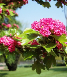Crataegus Media Paul'S Scarlet / Aubepine Rouge