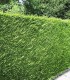 Cupressocyparis Leylandii Atro / Cyprès de Leyland Atro