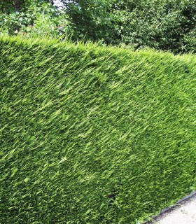 Cupressocyparis Leylandii Atro / Cyprès de Leyland Atro