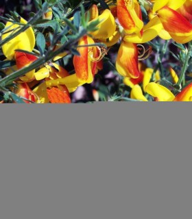 Cytisus Andreanus / Genet Andreanus