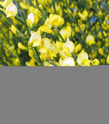 Cytisus Praecox Allgold / Genet All Gold