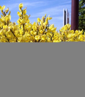 Cytisus Praecox Allgold / Genet All Gold