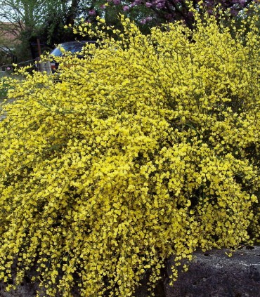 Cytisus Praecox Allgold / Genet All Gold
