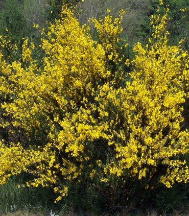 Cytisus Scoparius / Genet à Balai
