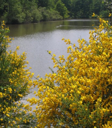 Cytisus Scoparius / Genet à Balai