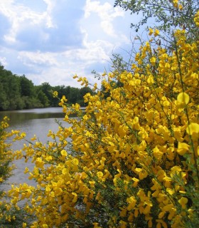 Cytisus Scoparius / Genet à Balai