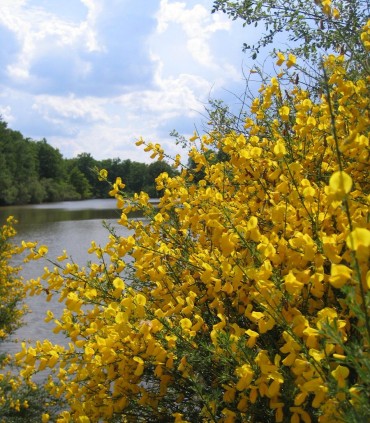 Cytisus Scoparius / Genet à Balai