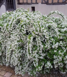 Deutzia Gracilis
