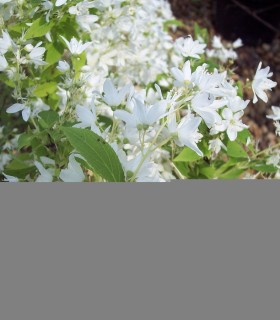Deutzia Gracilis Nikko