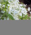Deutzia Gracilis Nikko