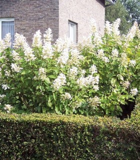 Deutzia Magnifica