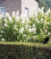 Deutzia Magnifica