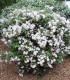 Deutzia Mont Rose