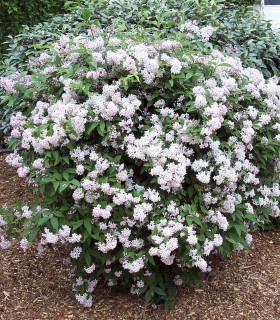 Deutzia Mont Rose