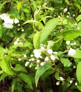 Deutzia Scabra Candidissima
