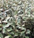 Elaeagnus Ebbingei