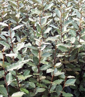 Elaeagnus Ebbingei