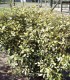 Elaeagnus Pungens Maculata