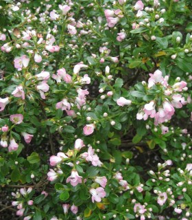 Escallonia Donard Séedling