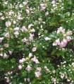 Escallonia Donard Seedling