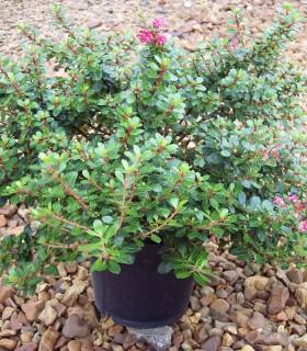 Escallonia Red Dream