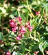 Escallonia Rubra Var. Macrantha