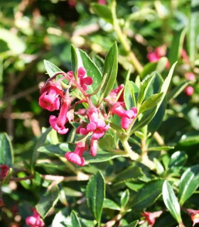 Escallonia Rubra Var. Macrantha