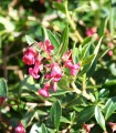 Escallonia Rubra Var. Macrantha