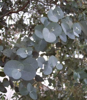 Eucalyptus Gunnii
