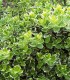 Euonymus Fortunei Emerald Gaiety / Fusain Emerald Gaiety