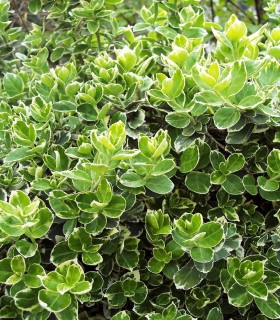 Euonymus Fortunei Emerald Gaiety / Fusain Emerald Gaiety