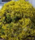 Euonymus Fortunei Emerald'N Gold / Fusain Emerald Gold