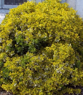 Euonymus Fortunei Emerald'N Gold / Fusain Emerald Gold
